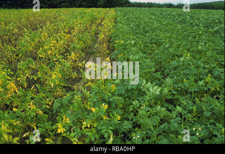 Goldene Kartoffel Zyste Fadenwurm, Globodera rostochiensis, Beschädigung des Kartoffelanbaus cv-resistente Sorte Stockfoto