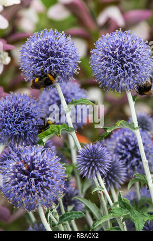 Echinops ritro in voller Blüte schließen up Stockfoto