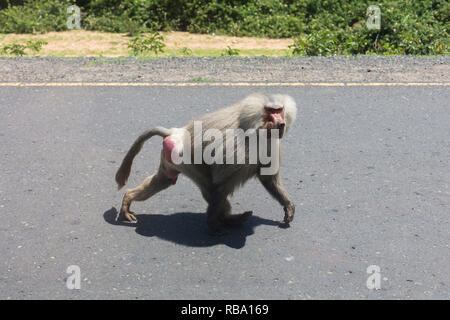 Ein pavian auf der Suche nach Nahrung in Äthiopien, Afrika. Stockfoto