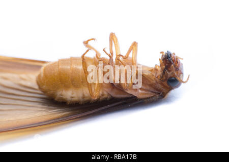 Fliegende Termiten oder Alates auf weißem Hintergrund. Stockfoto