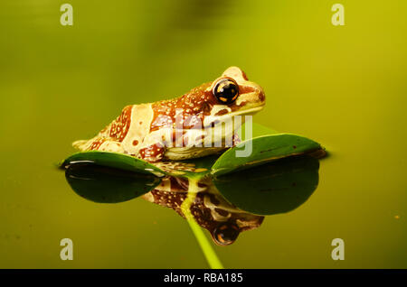 Amazon Milch Frosch - Erwachsene (Trachycephalus resinifictrix) Stockfoto