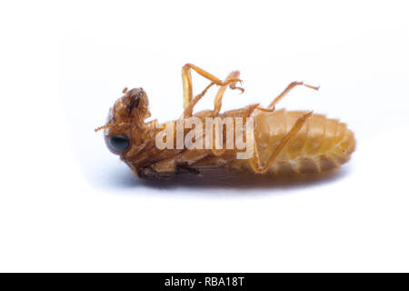 Fliegende Termiten oder Alates auf weißem Hintergrund. Stockfoto