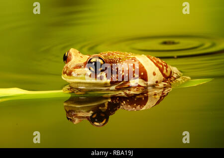 Amazon Milch Frosch - Erwachsene (Trachycephalus resinifictrix) Stockfoto