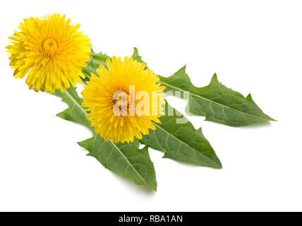 Löwenzahn mit Blüten isoliert auf weißem Hintergrund Stockfoto