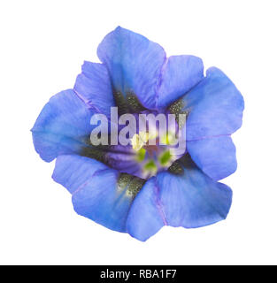 Enzianblüte Kopf (Gentiana acaulis) isoliert auf weißem Stockfoto