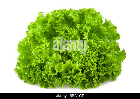 Frisee Salat auf weißem Hintergrund Stockfoto
