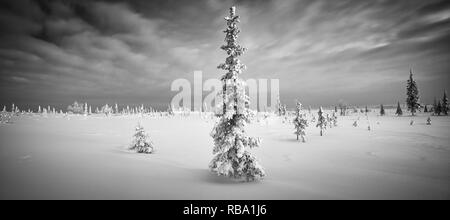 Winter im Norden Wald und Tundra panorama Fichte Raureif schwarz und whire Dawn Stockfoto