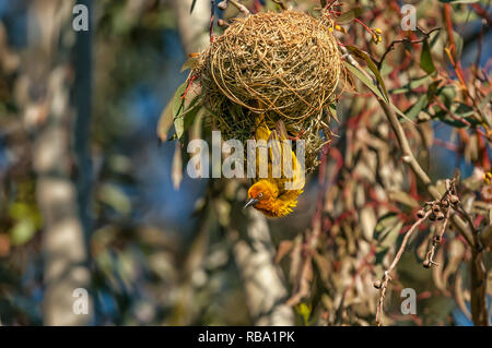 Ein männlicher Cape Weaver, Ploceus Capensis, in einem Nest in Matjiesfontein in der Nähe von nieuwoudtville in der Northern Cape Provinz von Südafrika Stockfoto