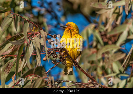 Ein männlicher Cape Weaver, Ploceus Capensis, in Matjiesfontein in der Nähe von nieuwoudtville in der Northern Cape Provinz von Südafrika Stockfoto