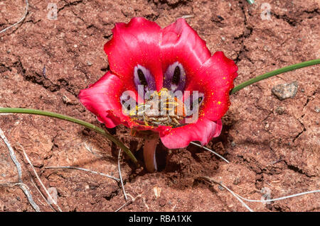 Zwei Harold-Porter monkey Käfer, Clania glenlyonensis, Paarung in einem karoosatynblom, Romulea monadelpha, in der Nähe von Nieuwoudtville in den nördlichen Kap P Stockfoto