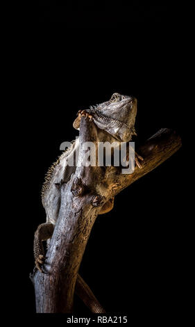 Vertikale Foto von einem bartagamen - Agama. Lizard hat schöne Dornen am Kopf ond am Körper. Reptil ist ein Stück der alten, abgenutzten Holz- Niederlassung. Hintergrund Stockfoto