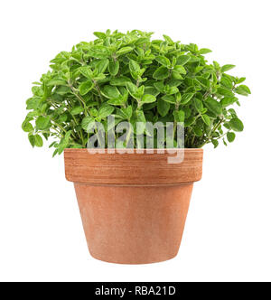 Oregano Pflanzen in Vase auf weißem Hintergrund Stockfoto