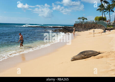 Eine Hawaiianische Mönchsrobbe, Kauai Poipu Beach Stockfoto