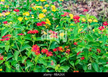 Schöne bunte blühende Lantana Camara auf einem Garten mit Schmetterling fliegen auf Blume mit grünen Blättern in der Regenzeit. Stockfoto