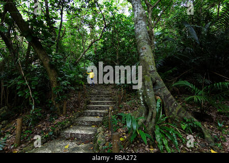 Frau in regen Jacke auf der Spur am Yonehara Palm Tree Grove, Ishigaki, Japan Stockfoto