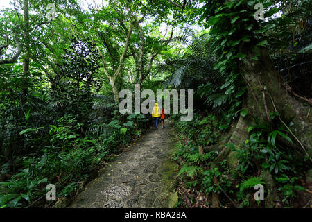 Mutter und Sohn in Regenjacken auf der Spur am Yonehara Palm Tree Grove, Ishigaki, Japan Stockfoto