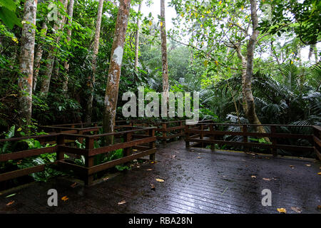 Trail in Yonehara Palm Tree Grove, Ishigaki, Japan Stockfoto