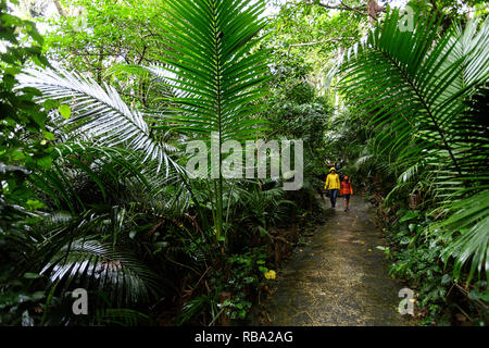 Mutter und Sohn in Regenjacken auf der Spur am Yonehara Palm Tree Grove, Ishigaki, Japan Stockfoto