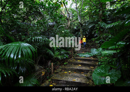 Mutter und Sohn in Regenjacken auf der Spur am Yonehara Palm Tree Grove, Ishigaki, Japan Stockfoto