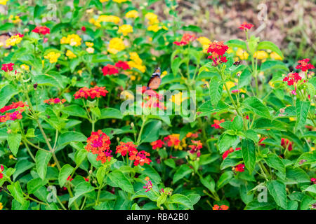 Schöne bunte blühende Lantana Camara auf einem Garten mit Schmetterling fliegen auf Blume mit grünen Blättern in der Regenzeit. Stockfoto