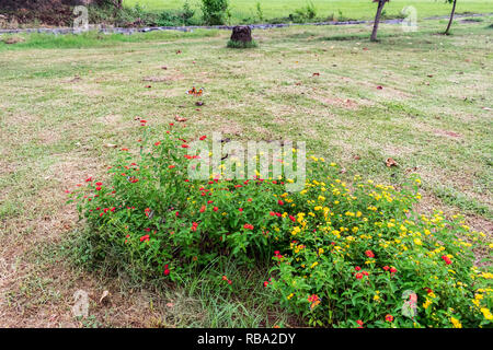 Schöne bunte blühende Lantana Camara auf einem Garten mit Schmetterling fliegen auf Blume mit grünen Blättern in der Regenzeit. Stockfoto