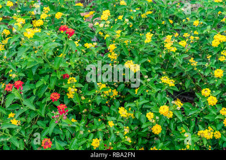 Schöne bunte blühende Lantana Camara auf einem Garten mit Schmetterling fliegen auf Blume mit grünen Blättern in der Regenzeit. Stockfoto