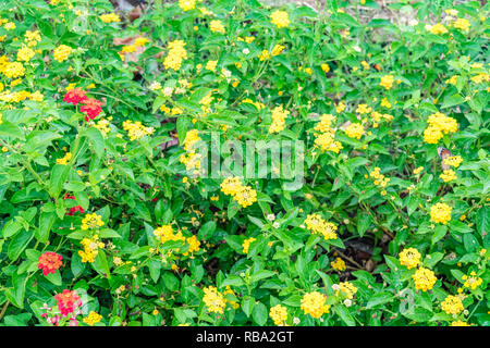 Schöne bunte blühende Lantana Camara auf einem Garten mit Schmetterling fliegen auf Blume mit grünen Blättern in der Regenzeit. Stockfoto