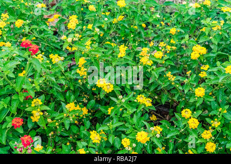 Schöne bunte blühende Lantana Camara auf einem Garten mit Schmetterling fliegen auf Blume mit grünen Blättern in der Regenzeit. Stockfoto