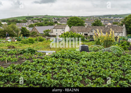 Einen kleinen Gemüsegarten in Kikrkwall, Orkney, Schottland, Großbritannien, Europa. Stockfoto