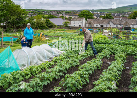 Einen kleinen Gemüsegarten in Kikrkwall, Orkney, Schottland, Großbritannien, Europa. Stockfoto