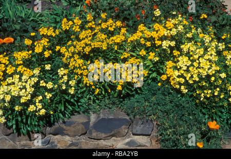 ERHÖHTES BLUMENBEET AUS GELBEN WALLBLUMEN (CHEIRANTHUS CHEIRI), AUCH BEKANNT ALS ÄGÄISCHE WALLBLUME ODER GILLYFLOWER. SYDNEY, AUSTRALIEN. Stockfoto