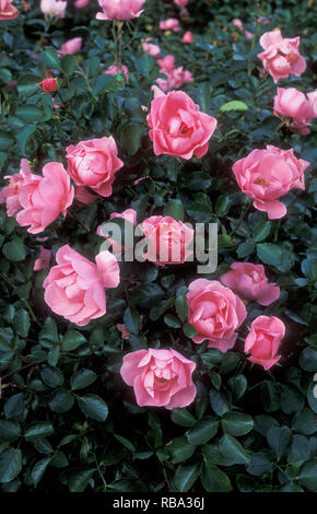 ROSA BLÜHENDE ROSEN (ROSA) „SOMMERBRISE“. Stockfoto