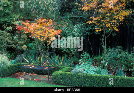 Herbst GARTEN SZENE (BUXUS HEDGE, ACER PALMATUM UND AUF DER RECHTEN EUONYMUS CANADENSIS) Stockfoto