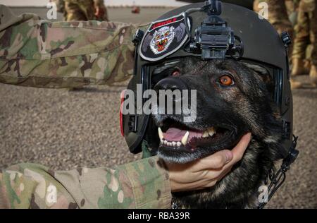 Lara, eine militärische Gebrauchshund, trägt einen Helm während eines Fluges in einem medizinischen Wahrnehmung, dass die US-Army Central medical Soldaten mit einem Hands-on-Trainings Möglichkeit, Dez. 19, 2016 im Camp Arifjan, Kuwait. USARCENT medizinische Soldaten aus Kuwait mit Militär ausgebildeten Hunden für Szenarios, in denen Hunde Behandlung auf dem Schlachtfeld vorzubereiten. Stockfoto