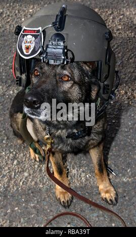 Lara, eine militärische Gebrauchshund, trägt einen Helm während eines Fluges in einem medizinischen Wahrnehmung, dass die US-Army Central medical Soldaten mit einem Hands-on-Trainings Möglichkeit, Dez. 19, 2016 im Camp Arifjan, Kuwait. USARCENT medizinische Soldaten aus Kuwait mit Militär ausgebildeten Hunden für Szenarios, in denen Hunde Behandlung auf dem Schlachtfeld vorzubereiten. Stockfoto