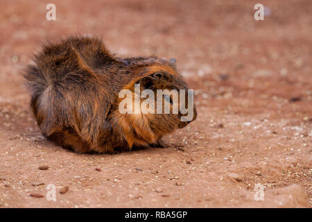 Ein schönes Foto von einem inländischen Meerschweinchen (Cavia porcellus) Stockfoto