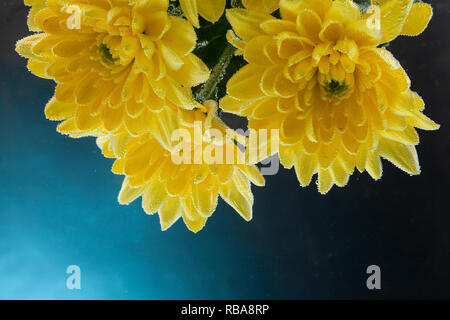 Nahaufnahme einer frischen gelbe Chrysantheme, mit Wassertropfen auf einem schwarzen Hintergrund isoliert, Seitenansicht. Studio Fotografie eines natürlichen Flo Stockfoto