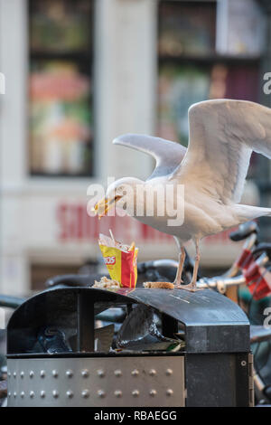 Die Niederlande, Amsterdam, Europäischen Silbermöwe (Larus argentatus) auf der Suche nach Essen im Müll. Stockfoto