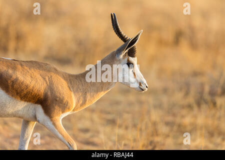 Schließen Seitenansicht auf die natürlichen Springbock (antidorcas marsupialis) Antilope in der Savanne Stockfoto
