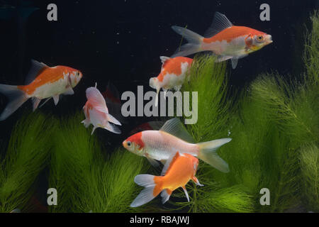 Eine Sammlung von Koi-Fischen, die im Wasser schwimmen Stockfoto