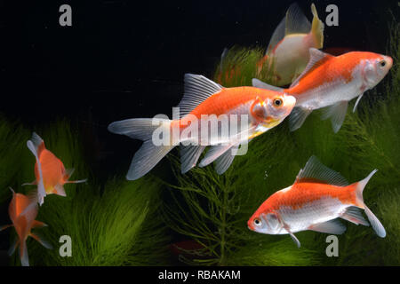 Eine Sammlung von Koi-Fischen, die im Wasser schwimmen Stockfoto