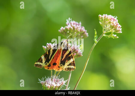 In der Nähe des Jersey Tiger Butterfly, Euplagia quadripunctari, Fütterung Nektar auf einer Blume. Dies ist ein Tag - fliegen Motten Stockfoto