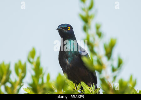 Schwarz-bellied Glossy Starling Lamprotornis corruscus Vogel auf einem Zweig in einem Wald thront. Stockfoto