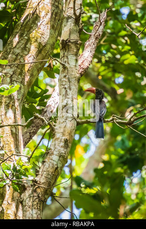 Die afrikanische gekrönt hornbill Lophoceros alboterminatus Vogel in einem dichten, grünen Dschungel Wald thront auf einem sonnigen Tag in den Jozani Chwaka Bay National Park Stockfoto