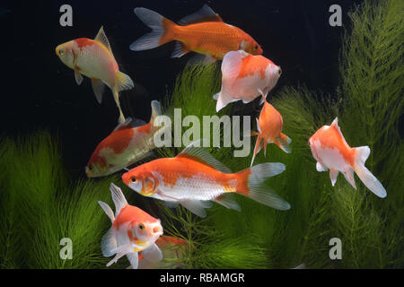 Eine Sammlung von Koi-Fischen, die im Wasser schwimmen Stockfoto