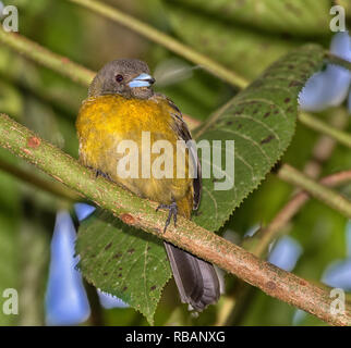 Weibliche Scarlet-rumped tanager (Ramphocelus passerinii) als Beispiel für die Gleichstellung der dimorphismus unter Vögeln, Puntarenas, Costa Rica Stockfoto