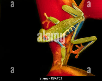 Red-eyed Tree Frog (Agalychnis callidryas) sprang in einem strelicia Blume, Alajuela, Costa Rica Stockfoto