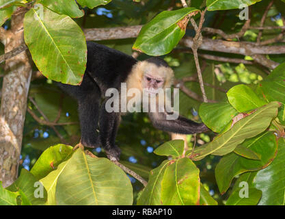 White-headed Kapuziner (Cebus Imitator) auf dem Baum, Quepos, Costa Rica Stockfoto