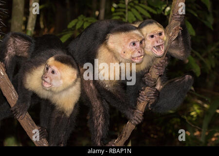 Gruppe von white-headed Kapuziner (Cebus Imitator) an der Manuel Antonio National Park, Costa Rica Stockfoto