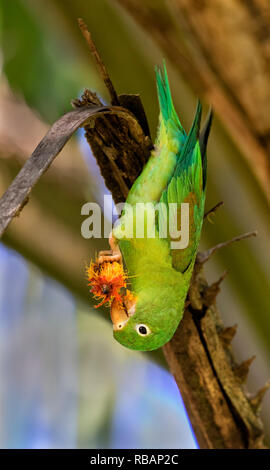 Orange, dass oder Tovi parakeet (Sperlingsvögel jugularis) Früchte essen, Quepos, Costa Rica Stockfoto